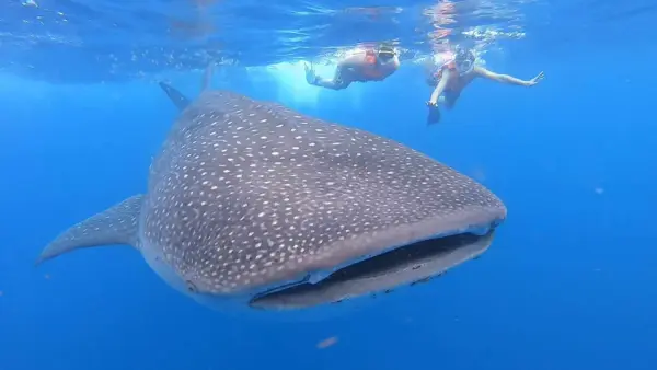 Nado con el Tiburón Ballena