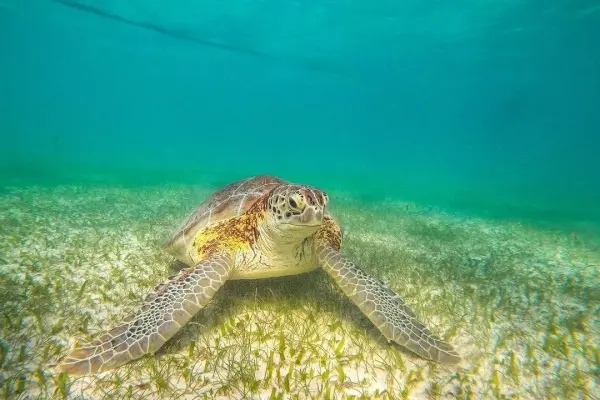 Akumal - Cenote Express