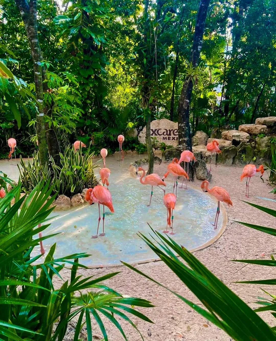 Xcaret Plus + Nado Interax - Foto 5