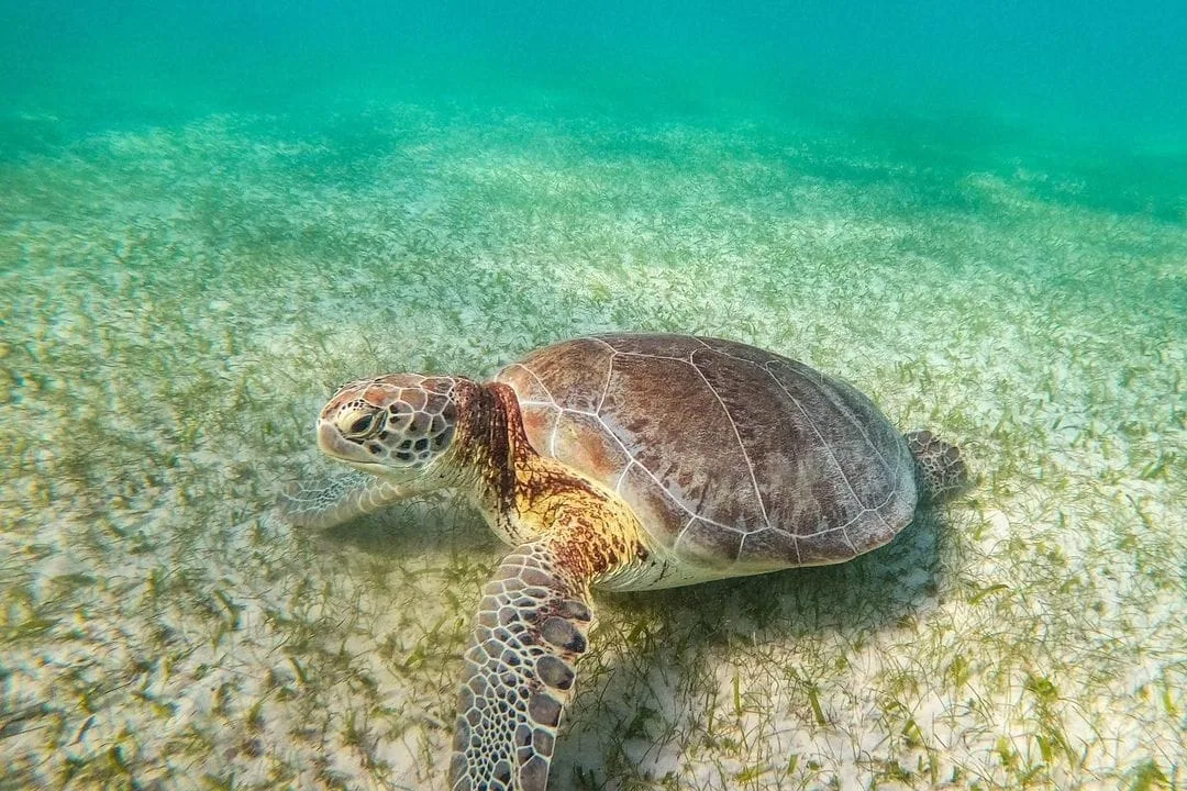 Akumal Express - Foto 3